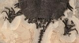 Incredible, Fossil Turtle (Apalone) - Green River Formation #122208-5